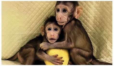 Estos son Zhong Zhong y Hua Hua, los primeros monos clonados como Dolly