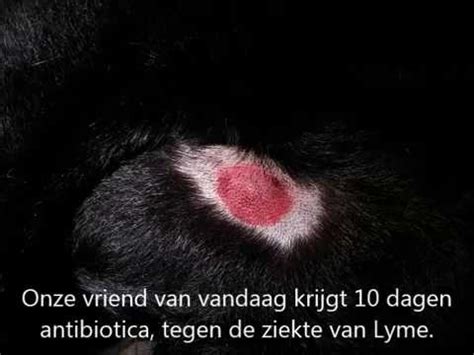 ziekte van lyme bij honden