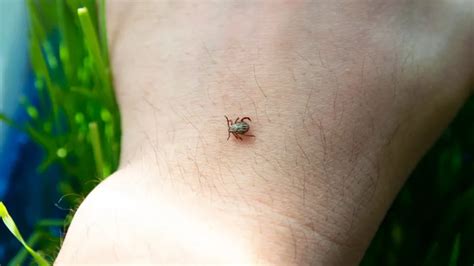 ziekte van lyme testen