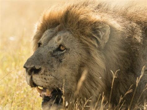 Zimbabwe Hunting Regulations