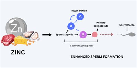Zinc Benefits For Sperm