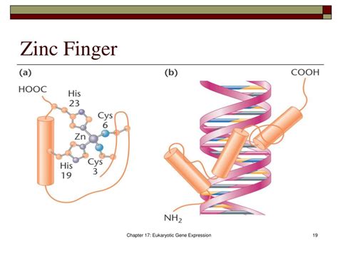 Zinc Finger Eukaryotic