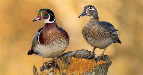 Zinc Wood Duck
