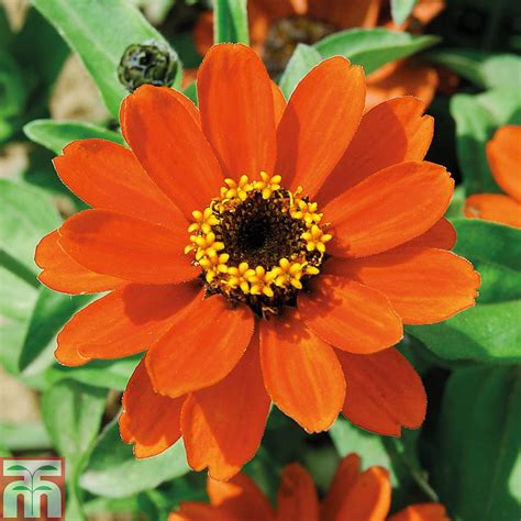 Zinnia 'Profusion Orange