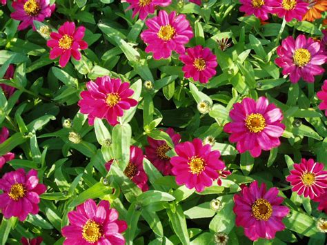 zinnia cherry profusion
