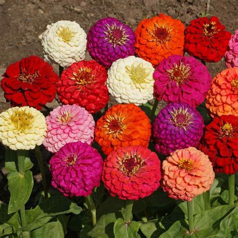 Zinnia Flowers Bulbs