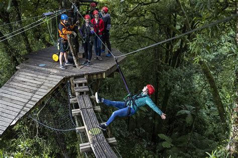Zipline over forest