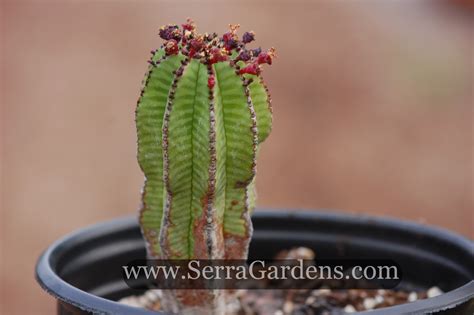 Zipper Cactus Care