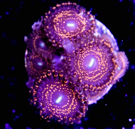 Zoanthids Canada