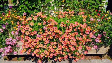 Zomerbloeiers Bloembakken