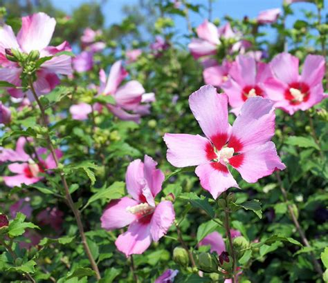 Zomerbloeiers Halfschaduw