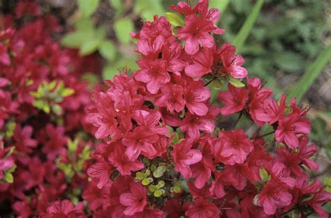 Zone 4 Shrubs For Shade