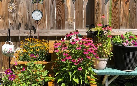 Zone 5 Perennials For Containers