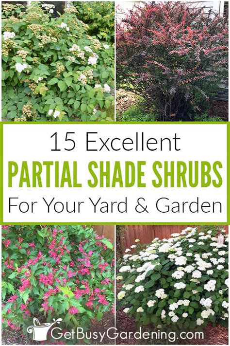 Zone 6 Shrubs For Partial Sun