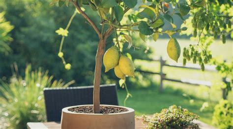 Zone 9 Trees For Containers