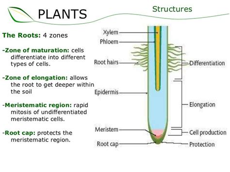 zone of differentiation in roots