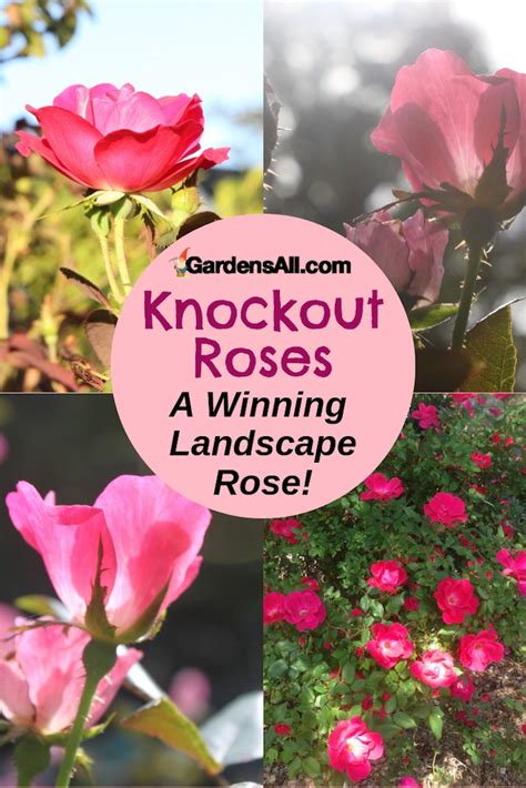 Zones For Knockout Roses