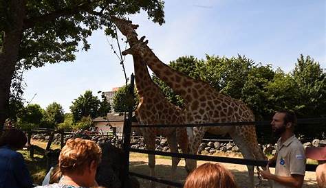 Comment les zoos rivalisent d’imagination pour vous séduire - Edition