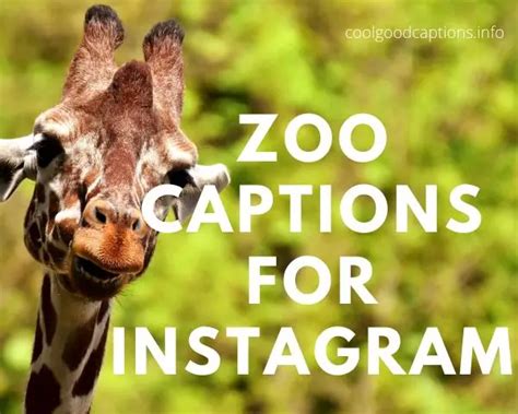 134 Instagram Captions for the Zoo