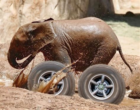 zoo animals on wheels