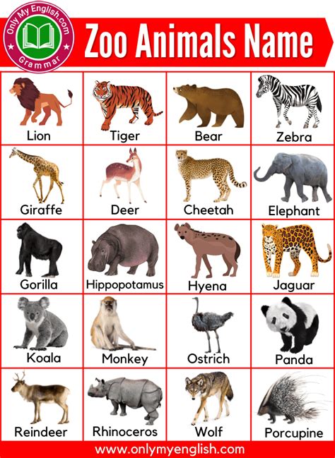 Zoo Animals Pictures With Names