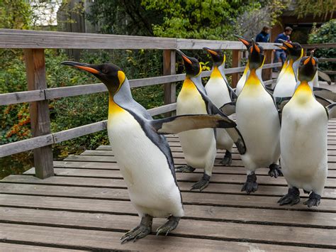 zoo basel pinguine