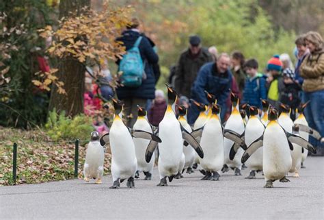 zoo basel pinguinspaziergang