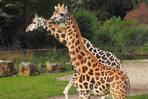 zoo leipzig aktuelles giraffen