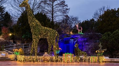 zoo lights 2023 st louis