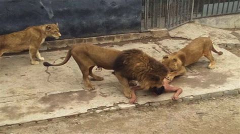 zoo lion kills man
