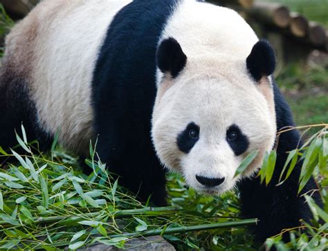 zoo that have pandas