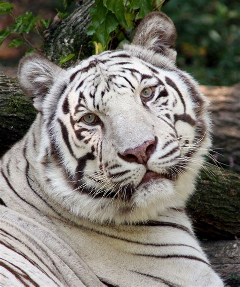 zoo with white tiger