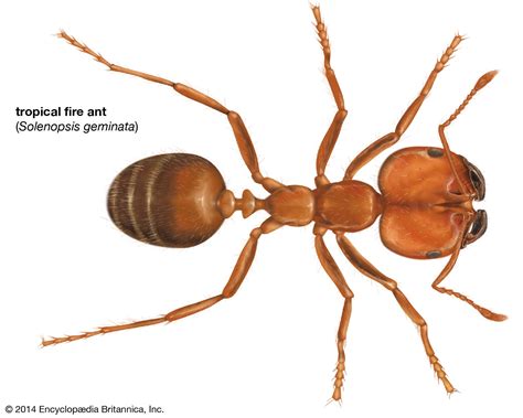 zoogeography of the imported fire ants