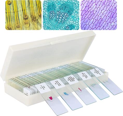 Zoology Microscope Slides