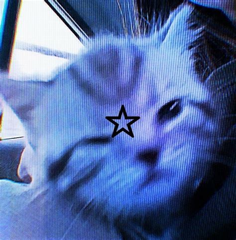 Zoom Pfp Aesthetic Cat
