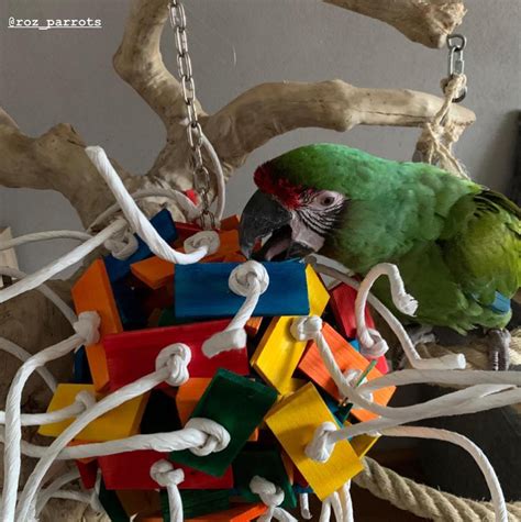 Zoomax Bird Toys