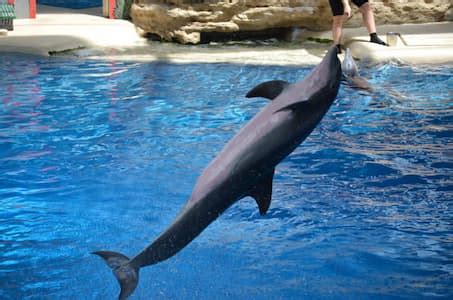 zoos with dolphins near me tickets