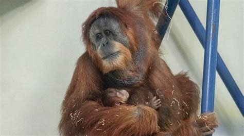 zoos with sumatran orangutans