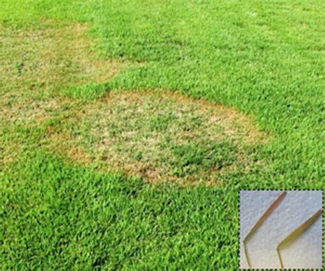 zoysia brown patch