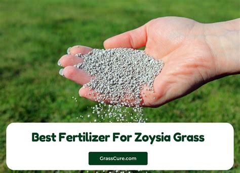 Zoysia Grass Feed