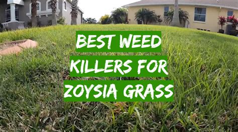 Zoysia Grass Killer