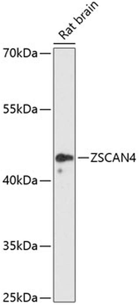 zscan4 antibody