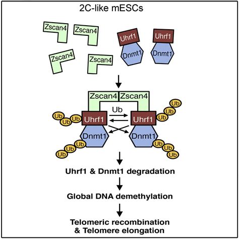 zscan4 telomere