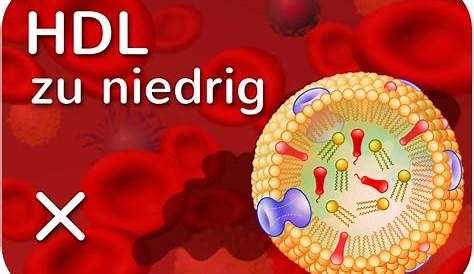 HDL Cholesterin (High Density Lipoprotein)