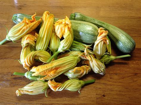 Zucchini Flower Edible