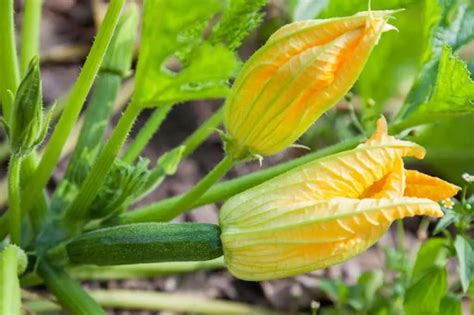 Zucchini Flowers Cut Off
