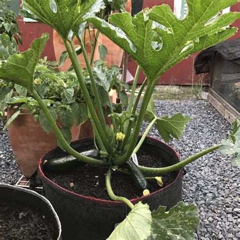 Zucchini In Fabric Pot