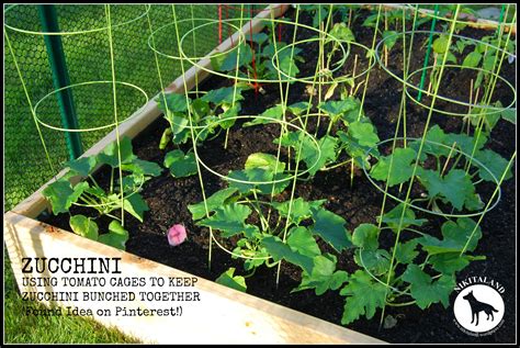 Zucchini In Tomato Cages