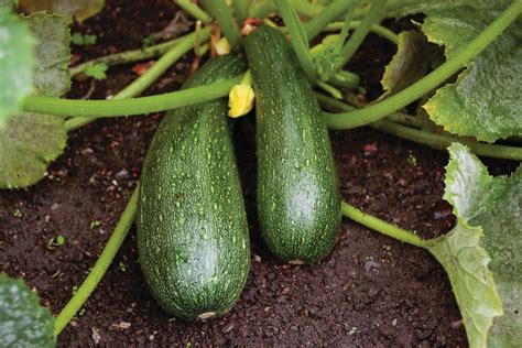Zucchini Plant Gourd