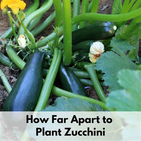 Zucchini Plants How Far Apart